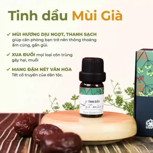 Tinh dầu hạt Mùi già - Hương của Quê nhà - Hình ảnh 3