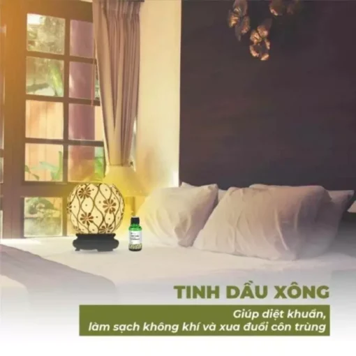Tinh dầu Tràm Gió - Kháng khuẩn, ngừa cảm lạnh - Ảnh 4